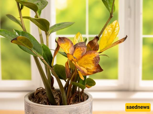 plant
