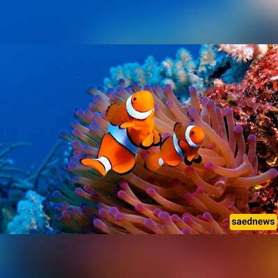 Inside Kish Aquarium: Glass-Bottom Boats, 2m Turtles and 70 Colorful Fish Species