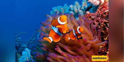 Inside Kish Aquarium: Glass-Bottom Boats, 2m Turtles and 70 Colorful Fish Species