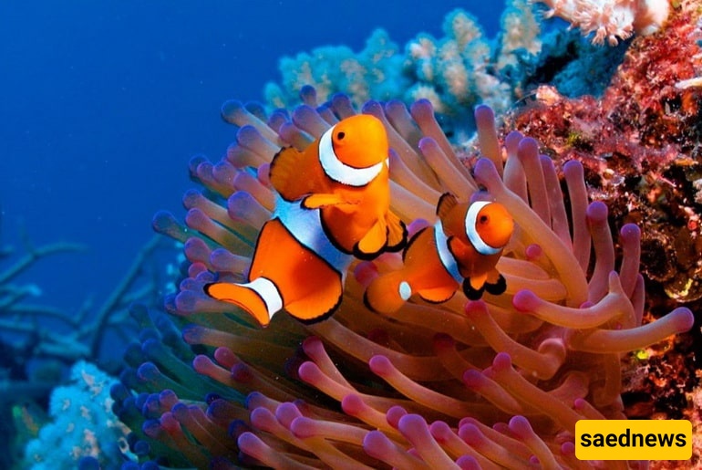 Inside Kish Aquarium: Glass-Bottom Boats, 2m Turtles and 70 Colorful Fish Species