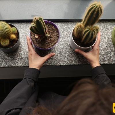Complete Guide to Growing Cacti Indoors: Lighting, Watering, and Rot Prevention