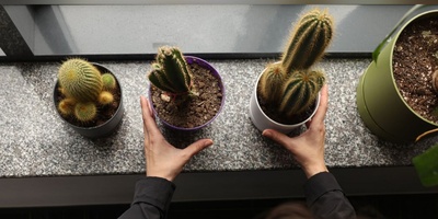 Complete Guide to Growing Cacti Indoors: Lighting, Watering, and Rot Prevention