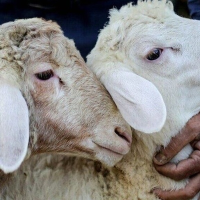 Unveiling a Rare Phenomenon: The Astonishing Birth of a Two-Headed, Four-Eyed Sheep in Khuzestan + Photos