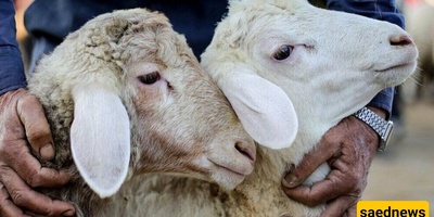 Unveiling a Rare Phenomenon: The Astonishing Birth of a Two-Headed, Four-Eyed Sheep in Khuzestan + Photos