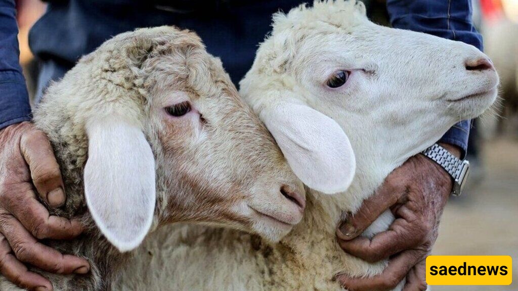 Unveiling a Rare Phenomenon: The Astonishing Birth of a Two-Headed, Four-Eyed Sheep in Khuzestan + Photos