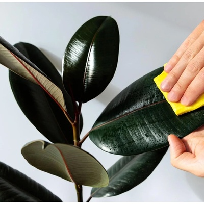With This Care Method, You’re Killing Your Plants with Your Own Hands!