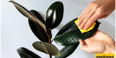 With This Care Method, You’re Killing Your Plants with Your Own Hands!