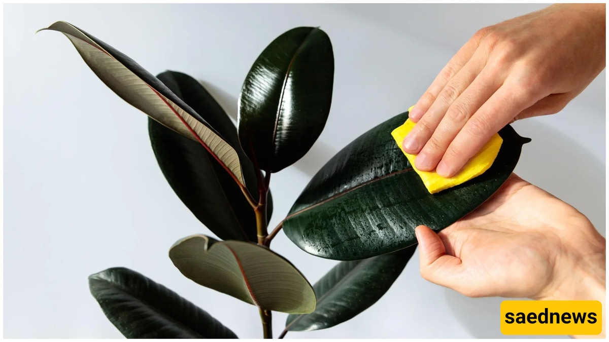 With This Care Method, You’re Killing Your Plants with Your Own Hands!