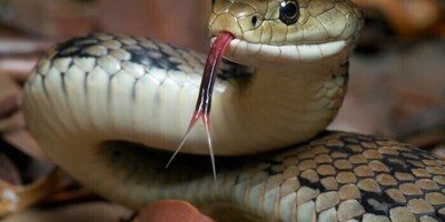 The Shocking Moment a Snake Jumps Out From a Car Engine 🫣
