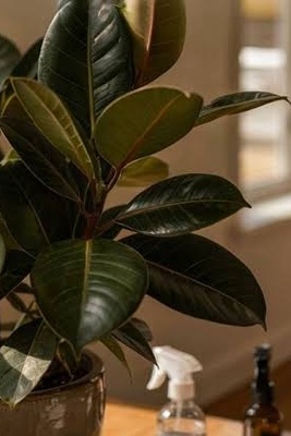 Complete Guide to Growing and Caring for Indian Laurel Fig (Ficus microcarpa)