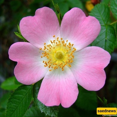 How to Grow and Care for Nastaran (Wild Rose)