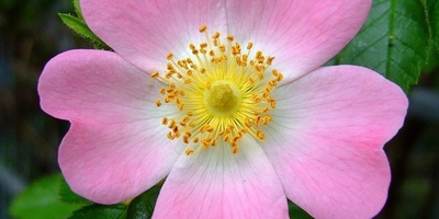 How to Grow and Care for Nastaran (Wild Rose)