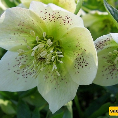 Water, Light, Soil: How to Keep Your Christmas Rose Thriving 💧🌞🌿
