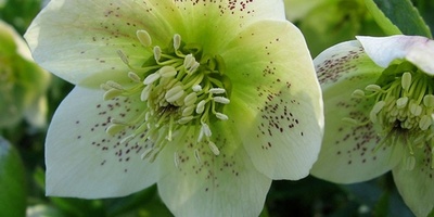 Water, Light, Soil: How to Keep Your Christmas Rose Thriving 💧🌞🌿