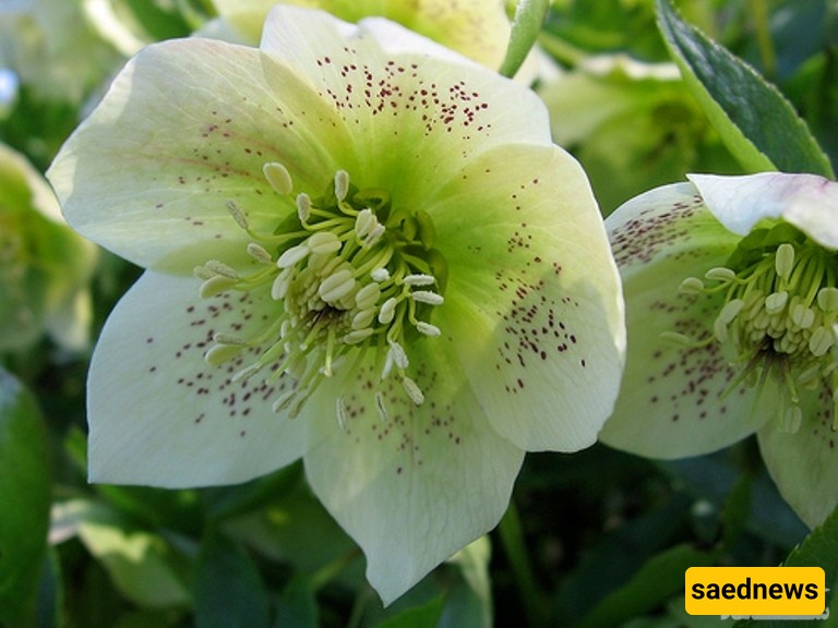 Water, Light, Soil: How to Keep Your Christmas Rose Thriving 💧🌞🌿