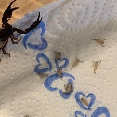 The presence of 18 scorpions in a woman's suitcase!