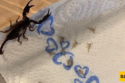 18 Scorpions Found in a Woman’s Suitcase!