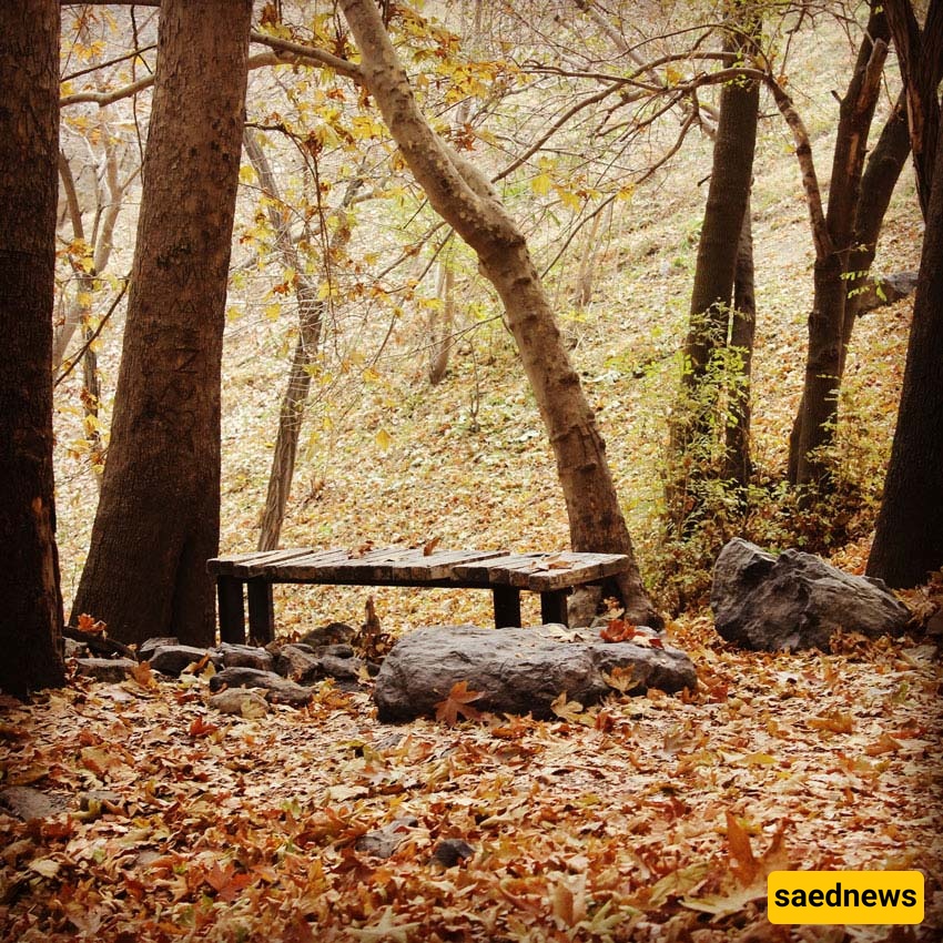 Jamshidieh Park