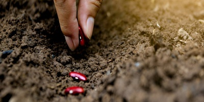 Planting Beans at Home and in Pots for Grades 1–3: The Secret to Fast Sprouting