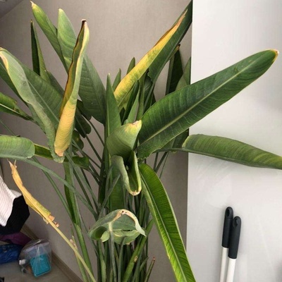 The Secret to Keeping Bird of Paradise Roots from Rotting at Home 🌿