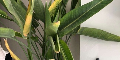 The Secret to Keeping Bird of Paradise Roots from Rotting at Home 🌿
