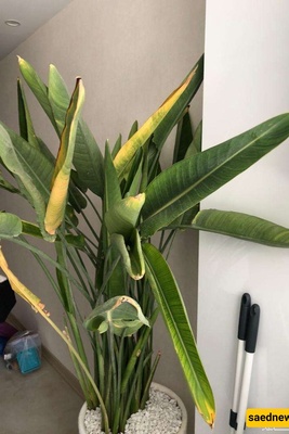 The Secret to Keeping Bird of Paradise Roots from Rotting at Home 🌿