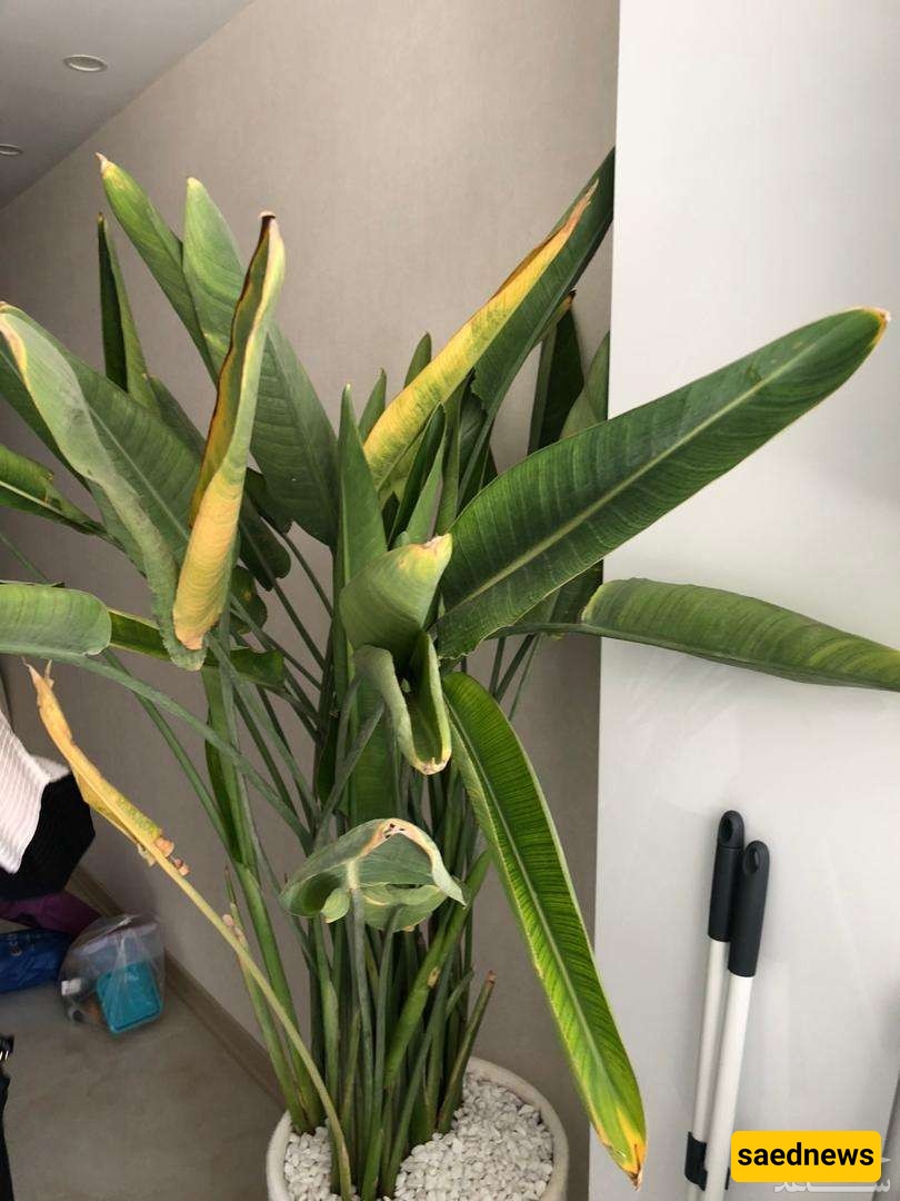 The Secret to Keeping Bird of Paradise Roots from Rotting at Home 🌿