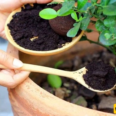 How to Make Compost with Tea Waste: A Simple Homemade Method for Healthier, Thriving Plants