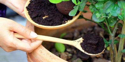 How to Make Compost with Tea Waste: A Simple Homemade Method for Healthier, Thriving Plants