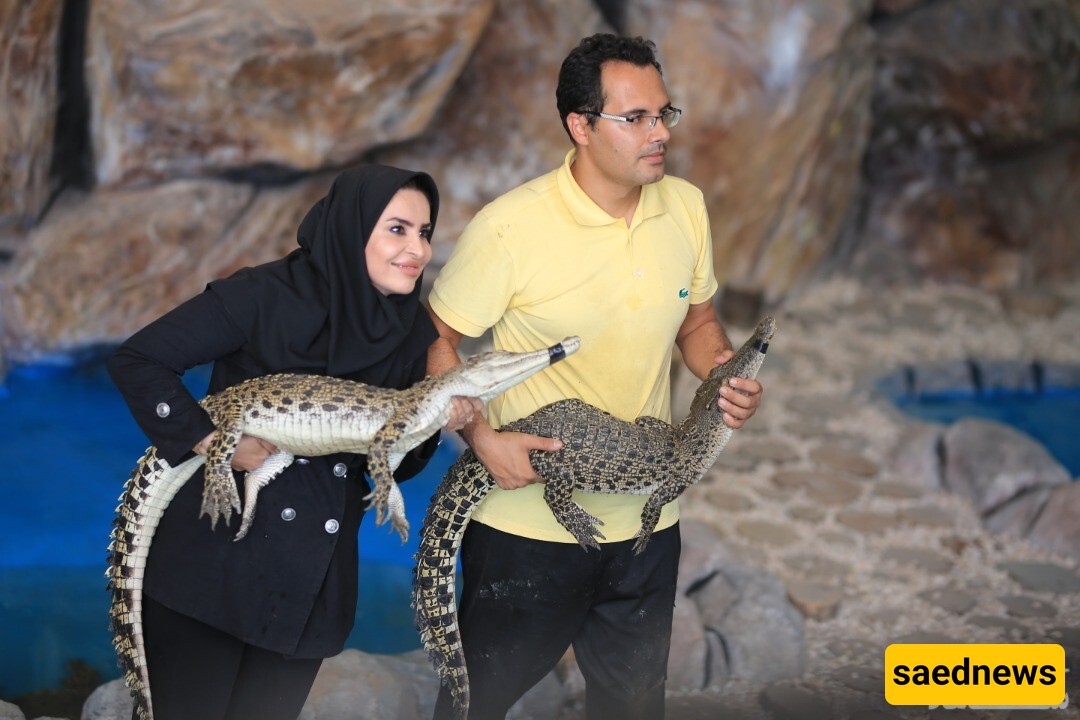 Exclusive Interview of Saed News with the Famous Mashhadi Couple, Founders of the First Crocodile Park in Iran