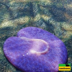 Amazing Discovery: World’s First 555-Million-Year-Old Asymmetrical Animal Found in Australia—with an Inverted Question Mark on Its Body