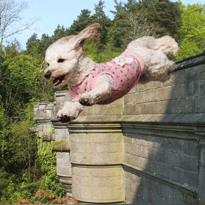 The Dog Suicide Bridge in Scotland, Mystery Solved!