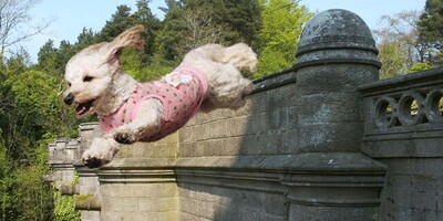 The Dog Suicide Bridge in Scotland, Mystery Solved!