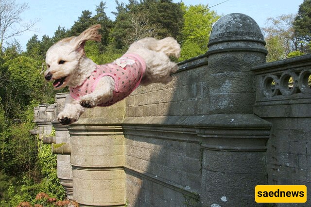 The Dog Suicide Bridge in Scotland, Mystery Solved!