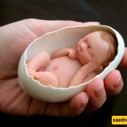 The Ruling on Fitrah for an Unborn Baby According to Leading Shia Religious Authorities