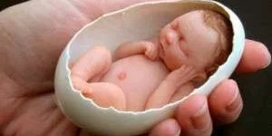 The Ruling on Fitrah for an Unborn Baby According to Leading Shia Religious Authorities