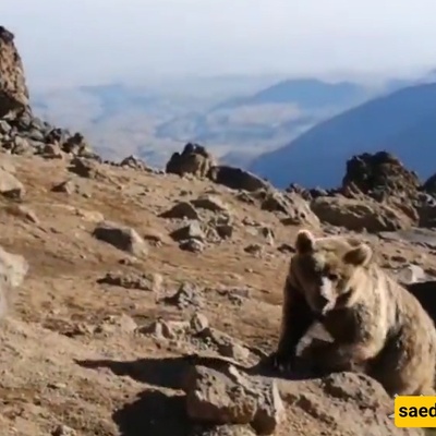 Hungry Sabalan Bears Disrupt Mountaineers’ Camps