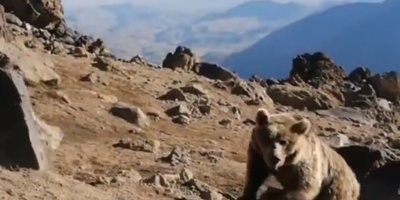 Hungry Sabalan Bears Disrupt Mountaineers’ Camps