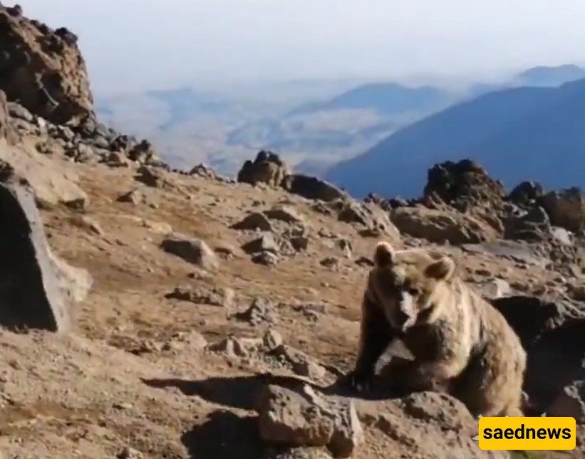 Hungry Sabalan Bears Disrupt Mountaineers’ Camps