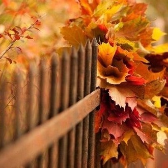Stunning video of northern Lavasan / This is not just simple beauty — watching it will make you eagerly count down the moments until autumn arrives.