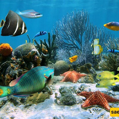 Discovery of Cute and Adorable Strange Creatures in the Oceanic Mountains of Canada + Images