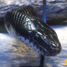 The World’s Deadliest Snake Found in This Iranian City [Photo]