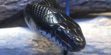 The World’s Deadliest Snake Found in This Iranian City [Photo]