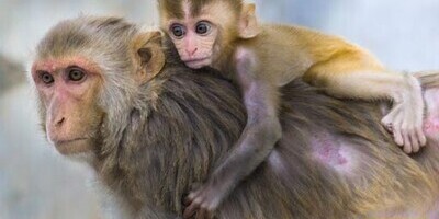 Wildlife Documentary: Mother, Are You Doing Laundry or Raising a Child? My Heart Breaks For Her. 😔(Video)