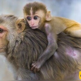 Wildlife Documentary: Mother, Are You Doing Laundry or Raising a Child? My Heart Breaks For Her. 😔(Video)