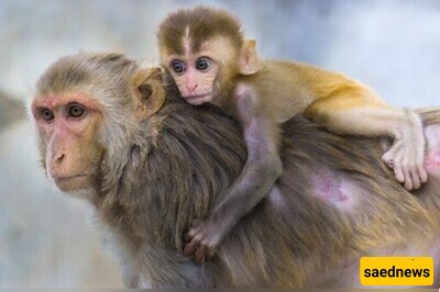 Wildlife Documentary: Mother, Are You Doing Laundry or Raising a Child? My Heart Breaks For Her. 😔(Video)