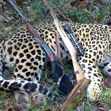 Why Are Female Leopards Being Hunted in Northern Forests? The Secret Uncovered on Hunters’ Mobile Phones + Video