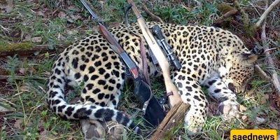 Why Are Female Leopards Being Hunted in Northern Forests? The Secret Uncovered on Hunters’ Mobile Phones + Video