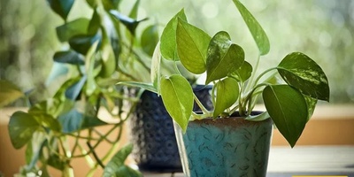 Best Way to Water Indoor Plants When You Are Away From Home: Travel Worry-Free with This Method
