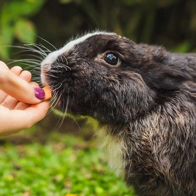 Causes of Rabbit Biting and Effective Ways to Prevent It
